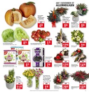 Pflanzen im Marktkauf Prospekt in Rodgau Aktueller Marktkauf Prospekt mit Pflanzen, "Aktuelle Angebote", Seite 3