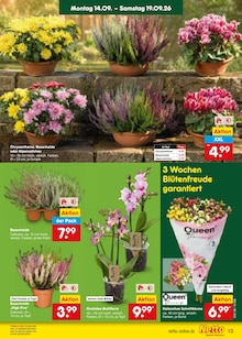 Blumen im aktuellen Netto Marken-Discount Prospekt (Mönchengladbach) Blumen im Netto Marken-Discount Prospekt "Aktuelle Angebote" mit 67 Seiten (Mönchengladbach)