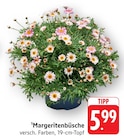 Aktuelles Margeritenbüsche Angebot bei EDEKA in Saarbrücken ab 5,99 €