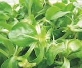Salade Mâche à 0,99 € dans le catalogue Supeco