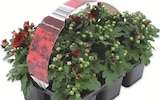 Lidl Heubach - Chrysanthemen Angebot im Prospekt Chrysanthemen bei Lidl im Heubach Prospekt für 2,99 €