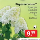 Aktuelle Hortensie Angebote bei Zimmermann in Bremen Aktuelles Rispenhortensie Angebot bei Zimmermann in Bremen ab 9,99 €