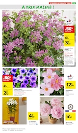Géranium Angebote im Prospekt "LE GOÛT ÇA SE FÊTE !" von Carrefour Market Géranium Angebote im Prospekt "LE GOÛT ÇA SE FÊTE !" von Carrefour Market auf Seite 21