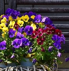 Aktuelles Hornveilchen Trio Angebot bei Garten-Center Nordharz GmbH & Co. KG in Braunschweig ab 1,99 €