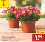 Tausendschön bei Netto Marken-Discount im Christdorf Prospekt für 1,99 €