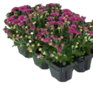 Chrysanthemen Angebote bei EDEKA Norderstedt für 3,49 €