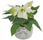 Mini-Weihnachtsstern im Keramik-Übertopf bei Kaufland im Nördlingen Prospekt für 2,22 €