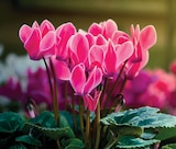 Intermarché Super Sainte-Maure-de-Touraine - Promo Cyclamen Pot 10.5 cm Promo Cyclamen Pot 10.5 cm à 2,99 € dans le catalogue Intermarché Super à Sainte-Maure-de-Touraine