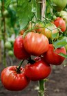 Promo Tomate greffée INVIVO Nous on sème à 4,99 € dans le catalogue Gamm vert à Sainte-Geneviève-des-Bois