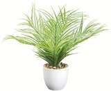Areca Palme im Angebot bei POCO in Göttingen Areca Palme Angebote bei POCO Göttingen für 9,99 €