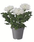 Chrysantheme im aktuellen Lidl Prospekt für 3,99 €