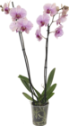 Orchidée Phalaenopsis 2 tiges - Gardenline - Aldi à Bourges Orchidée Phalaenopsis 2 tiges - Gardenline en promo chez Aldi Bourges à 7,89 €