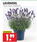 Aktuelle Lavendel Angebote bei Wreesmann in Dresden Aktuelles Lavendel Angebot bei Wreesmann in Dresden ab 1,99 €