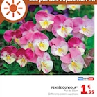 Super U Lyon - Promo Pensée ou viola Promo Pensée ou viola à 1,99 € dans le catalogue Super U à Lyon