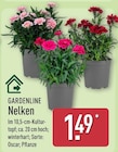 Nelken von Gardenline im aktuellen ALDI Nord Prospekt