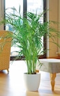 Areca-Palme 'Dypsis lutescens' von  im aktuellen Hagebaumarkt Prospekt für 14,99 €