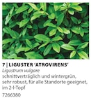 Liguster Atrovirens im Angebot bei Dehner Garten-Center in Nürnberg Liguster Atrovirens Angebote bei Dehner Garten-Center Nürnberg für 9,99 €