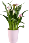 Calla en pot céramique en promo chez Lidl Poitiers à 6,99 €
