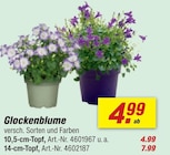 Glockenblume Angebote bei toom Baumarkt Suhl für 4,99 €