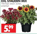 Wreesmann Weimar - XXL STAUDEN MIX Angebot im Prospekt XXL STAUDEN MIX bei Wreesmann im Weimar Prospekt für 5,99 €