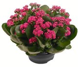 Kalanchoe-Schale Angebote bei Wreesmann Dresden für 4,99 €