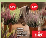 Aktuelles Calluna zweifarbig Angebot bei Kaufland in Hamburg ab 1,49 €