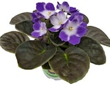Aktuelle Blumen Angebote bei REWE in Dortmund Aktuelles Usambaraveilchen Angebot bei REWE in Dortmund ab 1,69 €