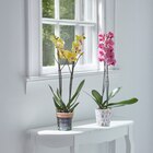 Orchidée phalaenopsis - Carrefour Market à Reims Orchidée phalaenopsis en promo chez Carrefour Market Reims à 7,99 €