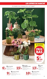 Offre Kalanchoë dans le catalogue Super U du moment à la page 15