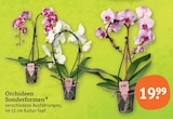 Aktuelles Orchideen Sonderformen Angebot bei tegut in München ab 19,99 €