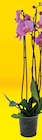 Orchidée 3 Tiges en promo chez Super U Colmar à 8,49 €