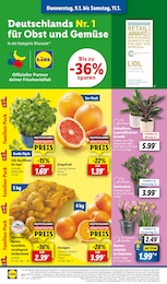 Basilikum Angebot im aktuellen Lidl Prospekt auf Seite 52