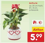 Anthurie von  im aktuellen Netto Marken-Discount Prospekt für 5,99 €