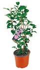 Kamelie 'Japonica' im aktuellen Netto mit dem Scottie Prospekt
