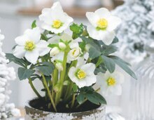 Christrose bei toom Baumarkt in Gelsenkirchen Christrose im Angebot bei toom Baumarkt Gelsenkirchen für 4,99 €