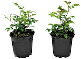 Bio Bodendeckerrose im Angebot bei REWE in Kaufbeuren Bio Bodendeckerrose Angebote bei REWE Kaufbeuren für 2,49 €
