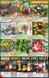 Aktueller Norma Prospekt mit Blumen, "Mehr fürs Geld", Seite 12