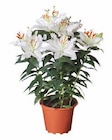 Lilien orientalisch Angebot im Lidl Prospekt Lilien orientalisch im Lidl Prospekt zum Preis von 6,99 €