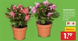 Herbstkaktus Schlumbergera im Angebot bei Netto Marken-Discount in Dresden Herbstkaktus Schlumbergera Angebote bei Netto Marken-Discount Dresden für 1,79 €
