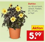 Dahlien  im aktuellen Netto Marken-Discount Prospekt für 5,99 €