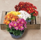 Chrysantheme Classic - U Express à Vitry-sur-Seine Chrysantheme Classic en promo chez U Express Vitry-sur-Seine à 7,99 €