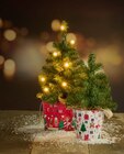 Aktuelles Mini-Tannenbaum Angebot bei Sonderpreis Baumarkt in Göttingen ab 2,49 €