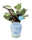 Aktuelle Zimmerpflanzen Angebote bei Lidl in München Aktuelles Bloom your room-Grünpflanzen Angebot bei Lidl in München ab 3,99 €