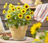 Sonnenblume Angebot in Lenzkirch Sonnenblume im aktuellen Prospekt bei ZG Raiffeisen in Lenzkirch