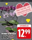 Orchidee in Herzform bei EDEKA im Benediktbeuern Prospekt für 12,99 €