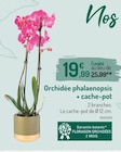 Orchidée phalaenopsis + cache-pot en promo chez Botanic Toulon à 19,99 €