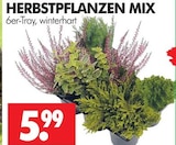 Wreesmann - Herbstpflanzen Mix Angebot im Prospekt Herbstpflanzen Mix bei Wreesmann im Prospekt "" für 5,99 €