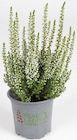 Thomas Philipps Lohne - Calluna Heide Beauty Ladies Angebot im Prospekt Calluna Heide Beauty Ladies bei Thomas Philipps im Lohne Prospekt für 0,99 €
