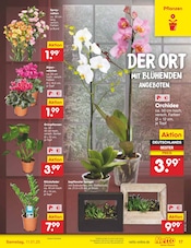 Aktueller Netto Marken-Discount Prospekt mit Farbe, "Aktuelle Angebote", Seite 25