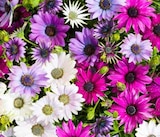 Kapkörbchen bei OBI im Fulda Prospekt für 1,99 €